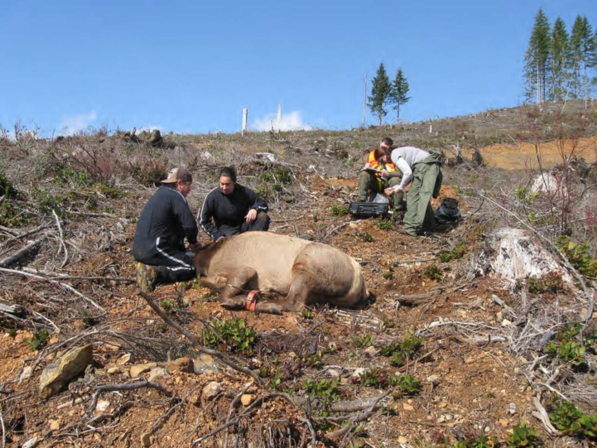 The Fish and Wildlife Service partners with tribes in the Pacific Region to assist with species monitoring and habitat conservation. Here, they tag an elk with a GPS collar to track migration patterns. U.S.