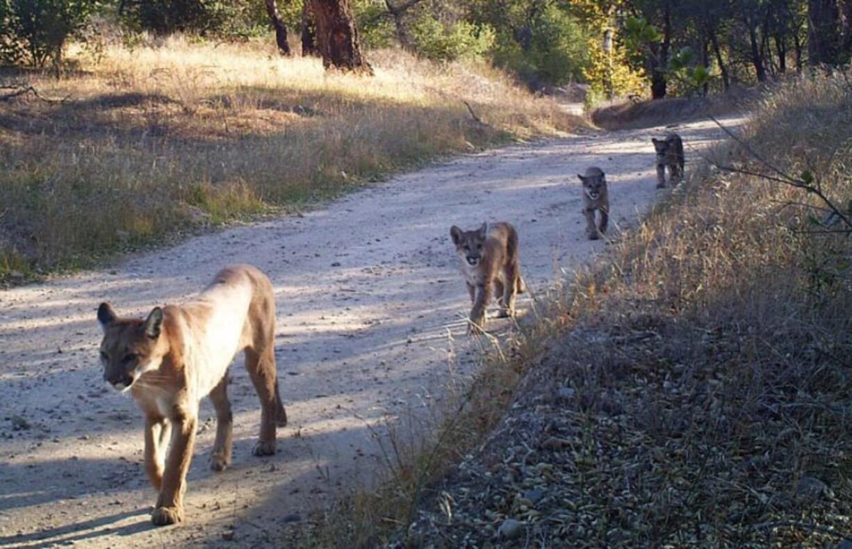 Cougars in the Santa Monica and Santa Ana mountains are poised to enter an “extinction vortex” and could disappear from those areas in the next 50 years, new research says.