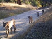 Cougars in the Santa Monica and Santa Ana mountains are poised to enter an “extinction vortex” and could disappear from those areas in the next 50 years, new research says.