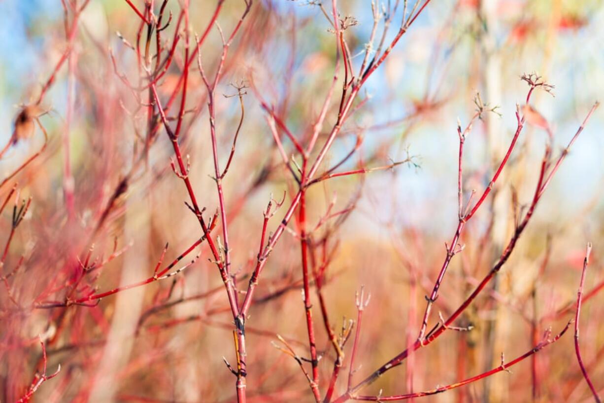 Caning plants, such as this red dogwood bush, are perfectly suited for rejuvenation.