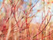 Caning plants, such as this red dogwood bush, are perfectly suited for rejuvenation.