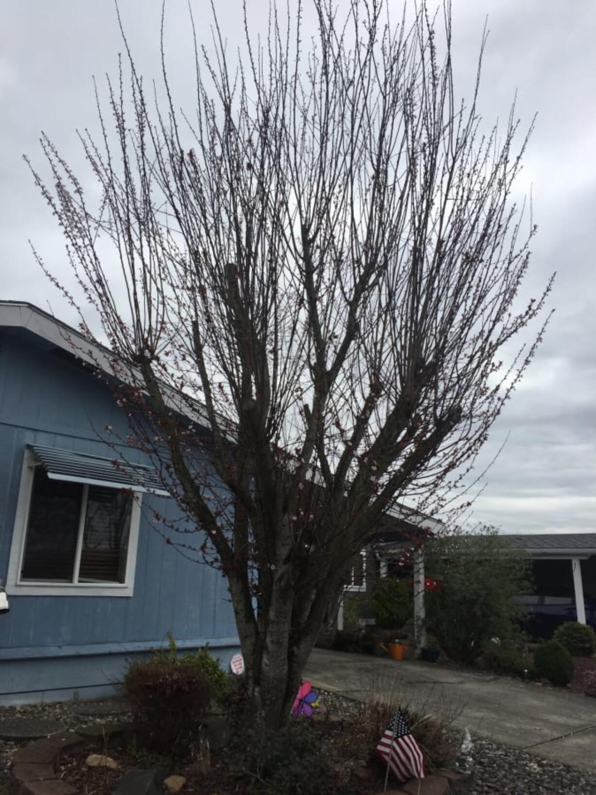 A topped tree shows rapid and weak regrowth.