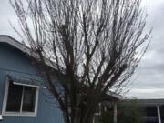 A topped tree shows rapid and weak regrowth.