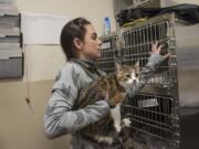 Kristen Starr moves Cenoura, a 5-month-old kitten, to a holding cage before a medical checkup. Animals, including dogs, cats and rabbits, are surrendered to the Humane Society for Southwest Washington for many reasons and can be an emotional job. ‘You never know what’s going to come in the doors, and you absolutely have to be neutral in every single case,’ Starr said.