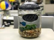 Some of The Columbian’s newsroom colorful clutter includes Scoop the betta fish.