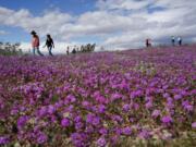 In this Wednesday, March 6, 2019, photo, people walk among wildflowers in bloom near Borrego Springs, Calif. Two years after steady rains sparked seeds dormant for decades under the desert floor to burst open and produce a spectacular display dubbed the "super bloom," another winter soaking this year is shaping up to be possibly even better.