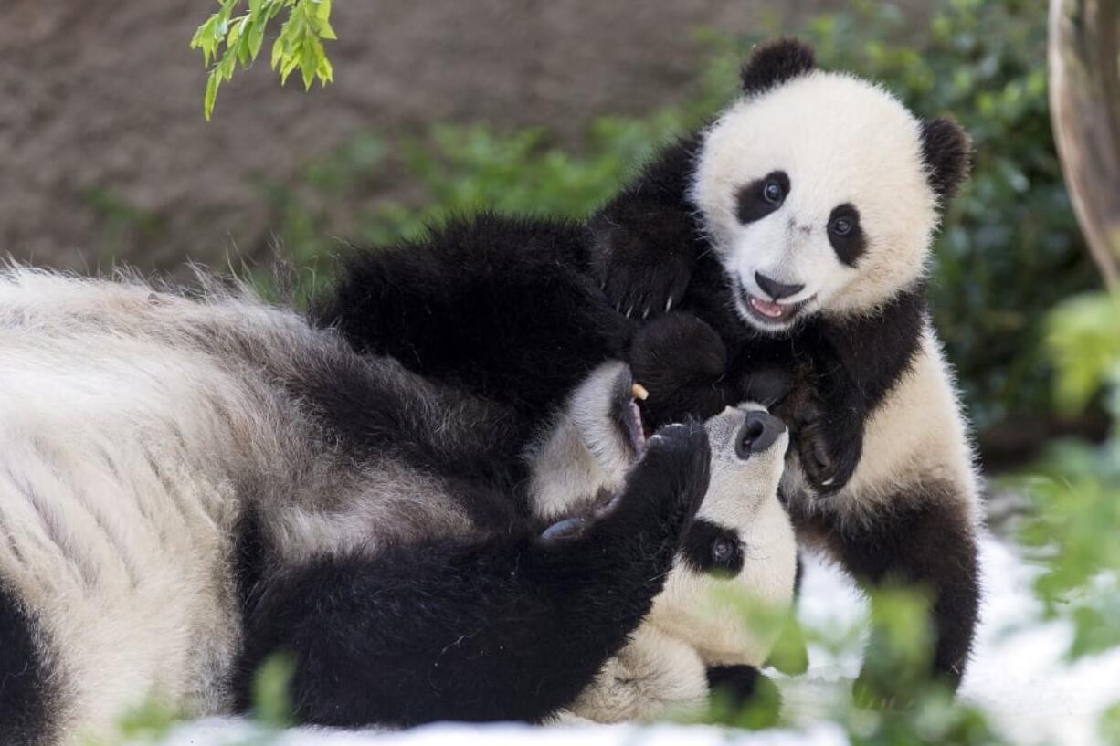 Giant pandas Bai Yun, a 27-year-old female, and her son, 6-year-old Xiao Liwu, at the San Diego Zoo in San Diego. In honoring the terms of the Zoo’s conservation loan agreement with the People’s Republic of China, the pandas will leave the San Diego Zoo in April and will be repatriated to their ancestral homeland.