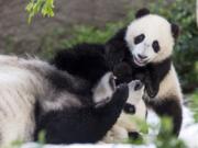 Giant pandas Bai Yun, a 27-year-old female, and her son, 6-year-old Xiao Liwu, at the San Diego Zoo in San Diego. In honoring the terms of the Zoo’s conservation loan agreement with the People’s Republic of China, the pandas will leave the San Diego Zoo in April and will be repatriated to their ancestral homeland.