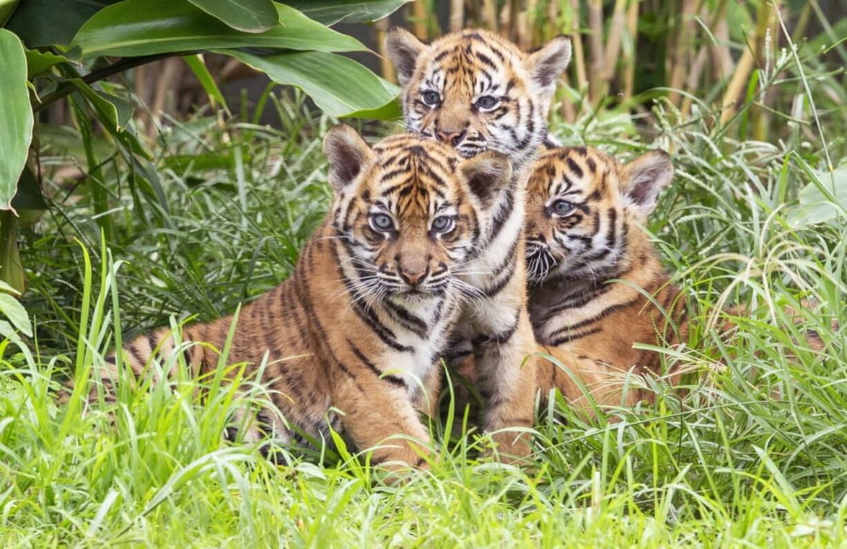 Three Sumatran tiger cubs born at the Taronga Zoo in their habitat, Monday, March 25, 2019, in Sydney, Australia. Taronga Zoo manager Mandy Everett said the cubs were born on Jan. 17 to first-time mother Kartika. The female cubs were named Mawar, or Rose in Indonesian, and Tengah Malam, which means Midnight. The male’s name is Pemanah, or Archer.