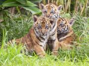 Three Sumatran tiger cubs born at the Taronga Zoo in their habitat, Monday, March 25, 2019, in Sydney, Australia. Taronga Zoo manager Mandy Everett said the cubs were born on Jan. 17 to first-time mother Kartika. The female cubs were named Mawar, or Rose in Indonesian, and Tengah Malam, which means Midnight. The male’s name is Pemanah, or Archer.