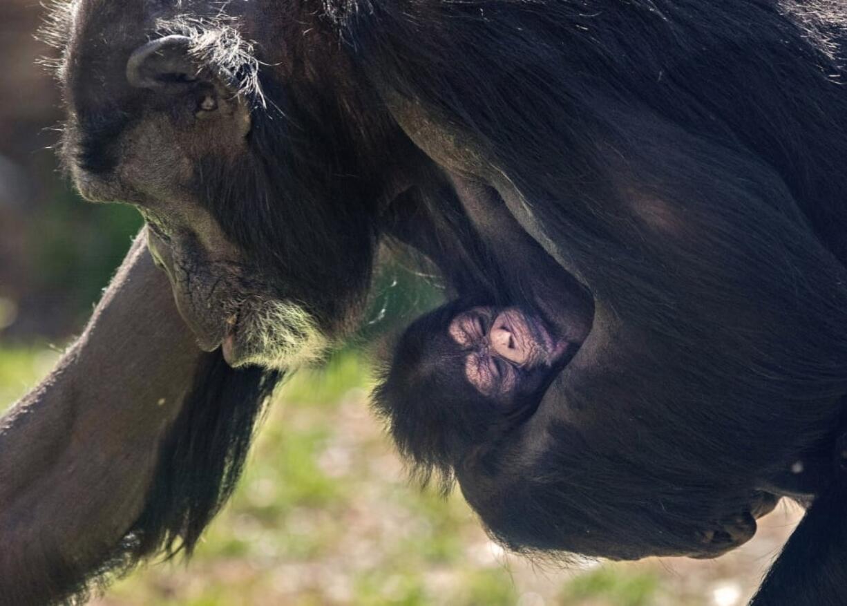 A newborn chimpanzee is seen Monday with its mother, Gerre, a few hours after its birth at the facility in Asheboro, N.C.