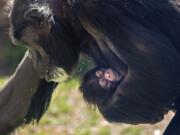 A newborn chimpanzee is seen Monday with its mother, Gerre, a few hours after its birth at the facility in Asheboro, N.C.