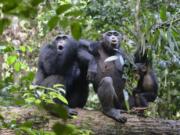 In this undated photo provided by Liran Samuni, chimpanzees in the Taï National Park in the Ivory Coast vocalize with another group nearby. A study released on Thursday, March 6, 2019 highlights the diversity of chimp behaviors within groups -- traditions that are at least in part learned socially, and transmitted from generation to generation.