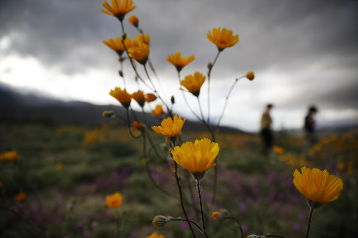 In this Wednesday, March 6, 2019, photo, people walk among wildflowers in bloom near Borrego Springs, Calif. Two years after steady rains sparked seeds dormant for decades under the desert floor to burst open and produce a spectacular display dubbed the “super bloom,” another winter soaking this year is shaping up to be possibly even better.