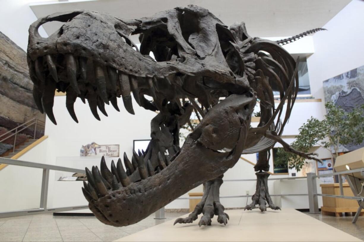 A model of a Tyrannosaurus rex in the New Mexico Museum of Natural History and Science in Albuquerque, N.M. Research released Friday captures a fossilized snapshot of the day 66 million years ago when an asteroid hit the Earth. It was the day that nearly all life went extinct.