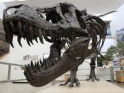 A model of a Tyrannosaurus rex in the New Mexico Museum of Natural History and Science in Albuquerque, N.M. Research released Friday captures a fossilized snapshot of the day 66 million years ago when an asteroid hit the Earth. It was the day that nearly all life went extinct.