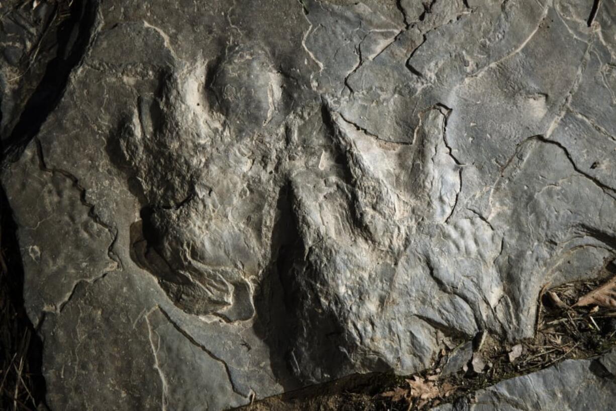 In this Feb. 28, 2019 photo, a fossilized dinosaur footprints are shown on a paving stone at the Valley Forge National Historical Park in Valley Forge, Pa. A volunteer at the park outside Philadelphia recently discovered dozens of fossilized dinosaur footprints on flat rocks used to pave a section of hiking trail.