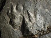 In this Feb. 28, 2019 photo, a fossilized dinosaur footprints are shown on a paving stone at the Valley Forge National Historical Park in Valley Forge, Pa. A volunteer at the park outside Philadelphia recently discovered dozens of fossilized dinosaur footprints on flat rocks used to pave a section of hiking trail.