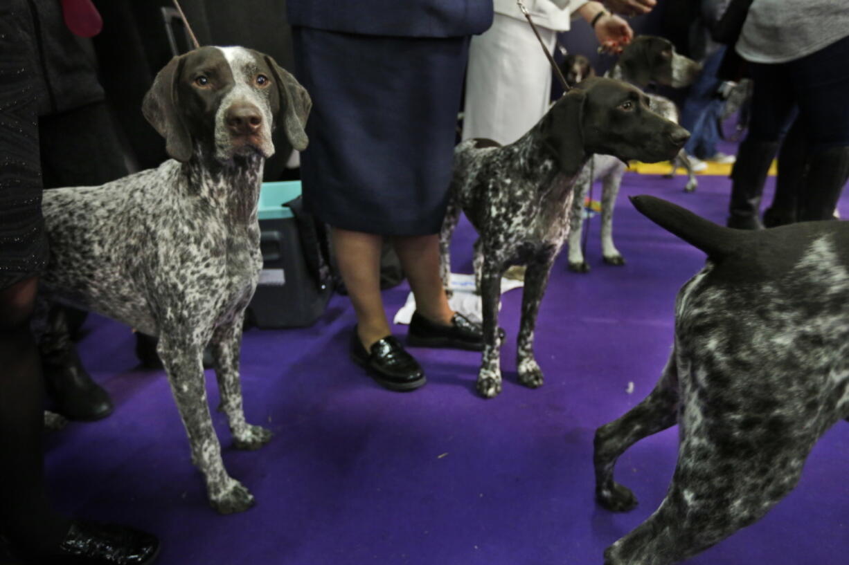 German shorthaired pointers wait to enter the ring Feb. 13 during the 142nd Westminster Kennel Club Dog Show in New York. At No. 9, the German shorthaired pointer in 2018 notched its highest ranking since getting American Kennel Club recognition in 1930.