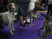 German shorthaired pointers wait to enter the ring Feb. 13 during the 142nd Westminster Kennel Club Dog Show in New York. At No. 9, the German shorthaired pointer in 2018 notched its highest ranking since getting American Kennel Club recognition in 1930.