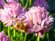 This May 20, 2015 photo shows Containerized chive blossoms in a yard near Langley, Wash., which attract a variety of bee species. Gardeners are opting for more herbs in their yards for culinary use but also to attract pollinators.