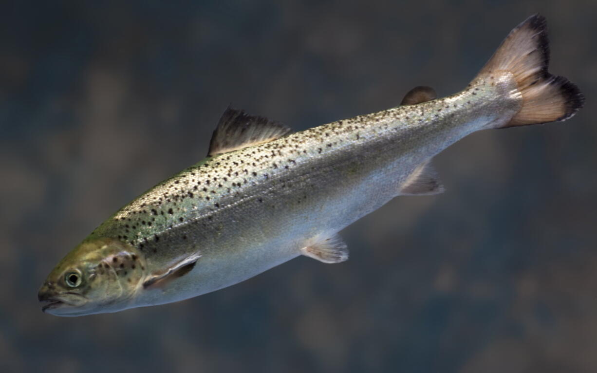 This 2009 photo provided by AquaBountyTechnologies shows a juvenile salmon raised at the company’s hatchery in Fortune, Prince Edward Island, Canada. On Friday, the U.S. Food and Drug Administration said it had lifted an alert had that had prevented AquaBounty from importing its salmon eggs to its Indiana facility, where they would be grown before being sold as food.