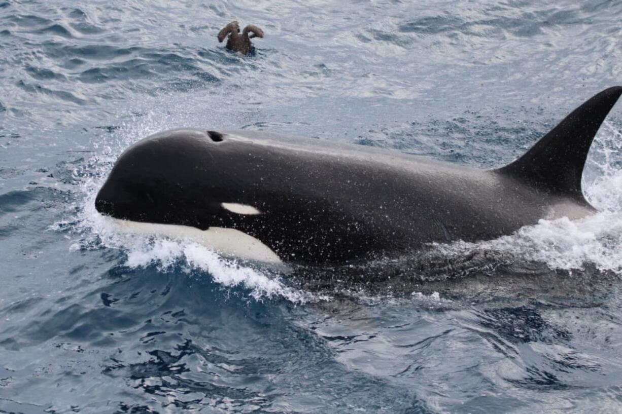 This undated photo provided by Paul Tixier in March 2019 shows a Type D killer whale. Scientists are waiting for test results from a tissue sample, which could give them the DNA evidence to prove the new type is a distinct species.