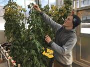 In this Feb. 14, 2019 photo, Colton Welch, a junior at the State University of New York at Morrisville, N.Y., tends hydroponic tomato plants which will provide students with data applicable to cannabis cultivation. The college’s new minor in cannabis studies is among a handful of new university programs aimed at preparing students for careers in marijuana and hemp industries.