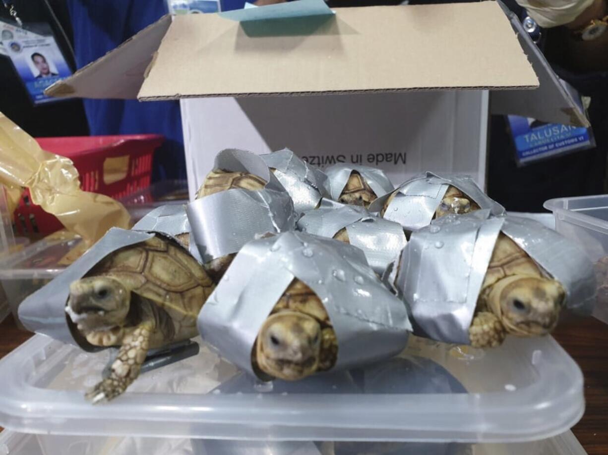 In this March 3, 2019, handout photo provided by the Bureau of Customs Public Information Office, duct taped turtles are presented to reporters in Manila, Philippines. Philippine authorities said that they found more than 1,500 live exotic turtles stuffed inside luggage at Manila’s airport. The various types of turtles were found Sunday inside four pieces of left-behind luggage of a Filipino passenger arriving at Ninoy Aquino International Airport on a Philippine Airlines flight from Hong Kong, Customs officials said in a statement.