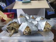 In this March 3, 2019, handout photo provided by the Bureau of Customs Public Information Office, duct taped turtles are presented to reporters in Manila, Philippines. Philippine authorities said that they found more than 1,500 live exotic turtles stuffed inside luggage at Manila’s airport. The various types of turtles were found Sunday inside four pieces of left-behind luggage of a Filipino passenger arriving at Ninoy Aquino International Airport on a Philippine Airlines flight from Hong Kong, Customs officials said in a statement.