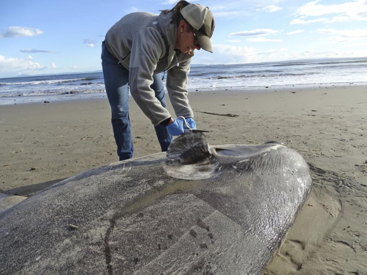 In this Feb. 21, 2019 photo, provided by UC Santa Barbara, Jessica Nielsen, a conservation specialist, examines a beached hoodwinker sunfish at at Coal Oil Point Reserve in Santa Barbara, Calif.