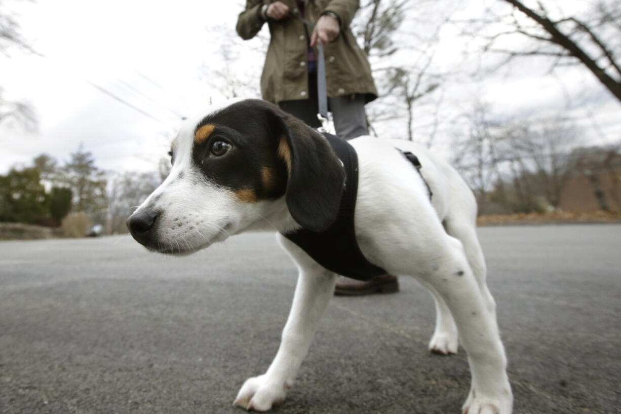 A dog pulls on his leash in Waltham, Mass. A study released Wednesday suggests broken bones from falls while walking dogs are on the rise among older adults.