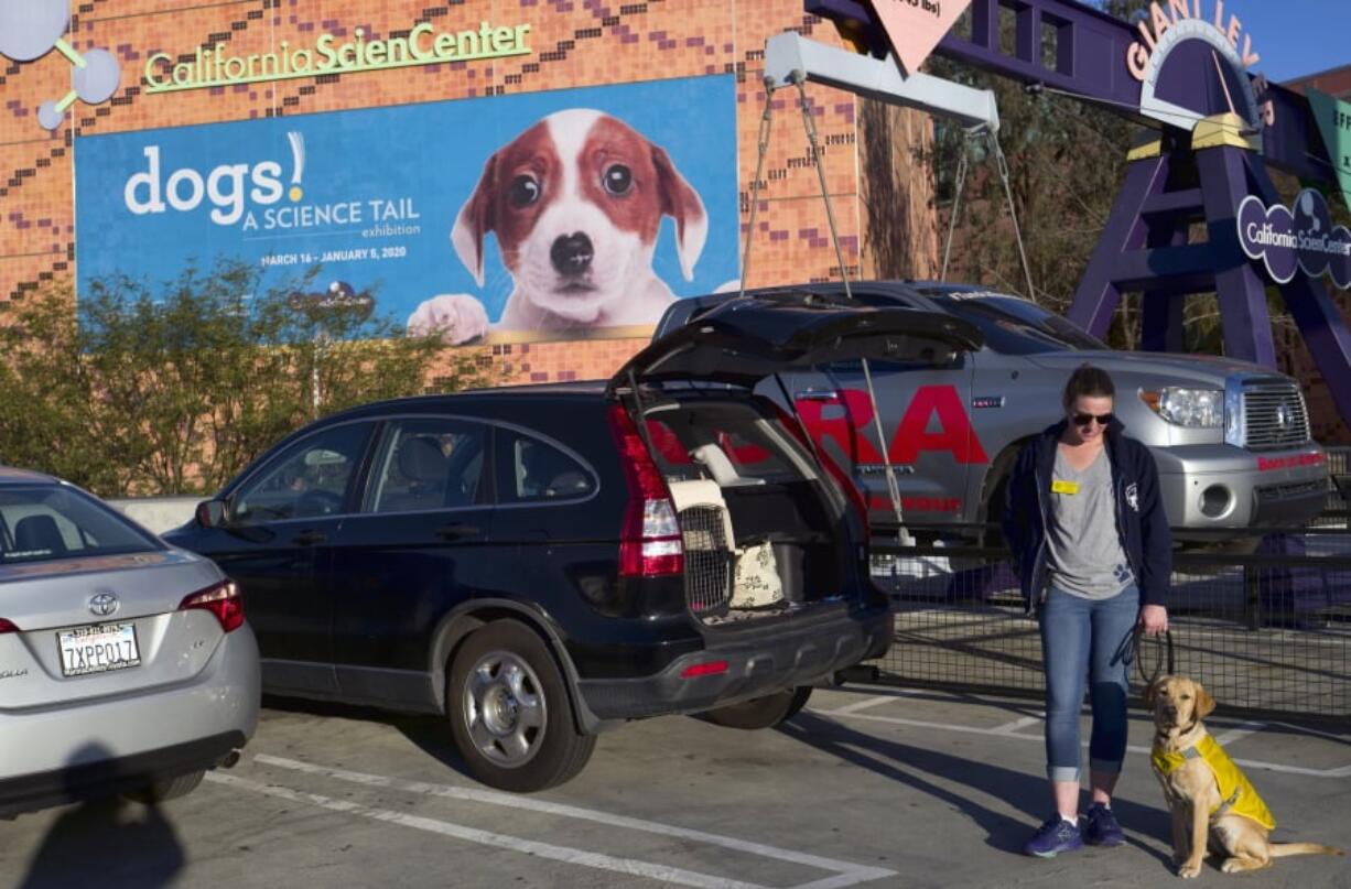 In this Tuesday, March 12, 2019 photo Puppy raiser for Guide Dogs of America Lexie Dreyfuss and her 6 month old Labrador Retriever Hathi prepare for a demonstration at the California Science Center in Los Angeles. A new exhibit at a Los Angeles museum examines the relationship between dogs and humans and explores why the two species seem to think so much alike and get along so well. “Dogs! A Science Tail” opens Saturday, March 16, 2019, at the California Science Center.