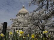 The Capitol dome is seen through cherry blossoms and daffodils on Friday in Olympia.