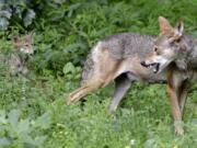 FILE - In this June 13, 2017 file photo, a red wolf female peers back at her 7-week old pup in their habitat at the Museum of Life and Science in Durham, N.C. A panel of top scientists has concluded that the endangered red wolf is a species unto itself. The government-funded study by the National Academy of Sciences gives the beleaguered canine a scientific and political boost at a time when its numbers have plummeted in the wild.