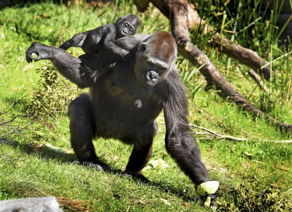 In this Thursday, March 7, 2019 photo, Bulera grabs a half head of cabbage before heading back into the gorilla house with her adopted baby Gandai during the pair’s first excursion into the gorilla yard of the Jacksonville Zoo in Jacksonville, Fla. The 30-year-old gorilla has become a surrogate mother to the baby gorilla whose mother hasn’t shown sufficient interest in her baby.