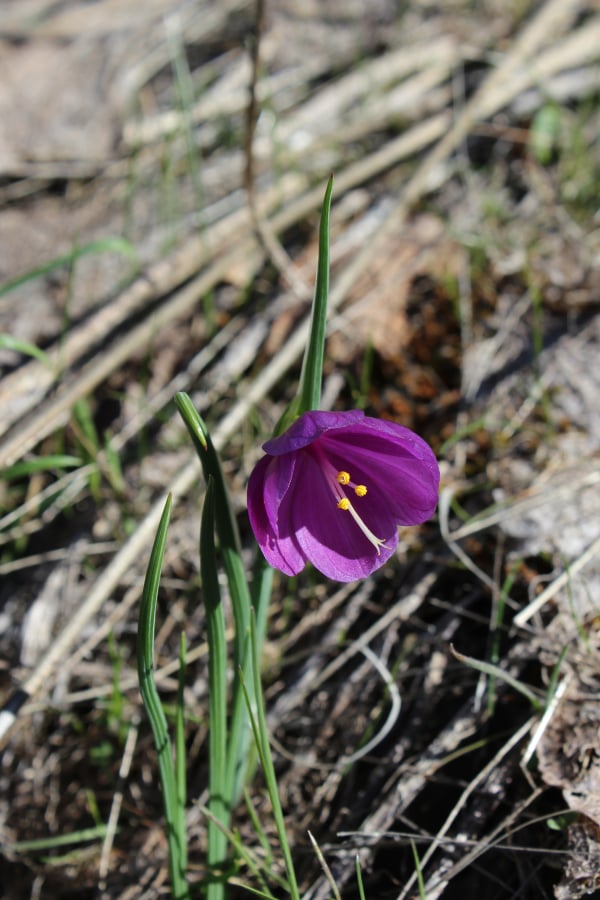 A diminutive grass widow blooms along the Weldon Wagon Trail. April and May are the best months to hike among the beauty of blossoming springtime wildflowers in the eastern Cascades.