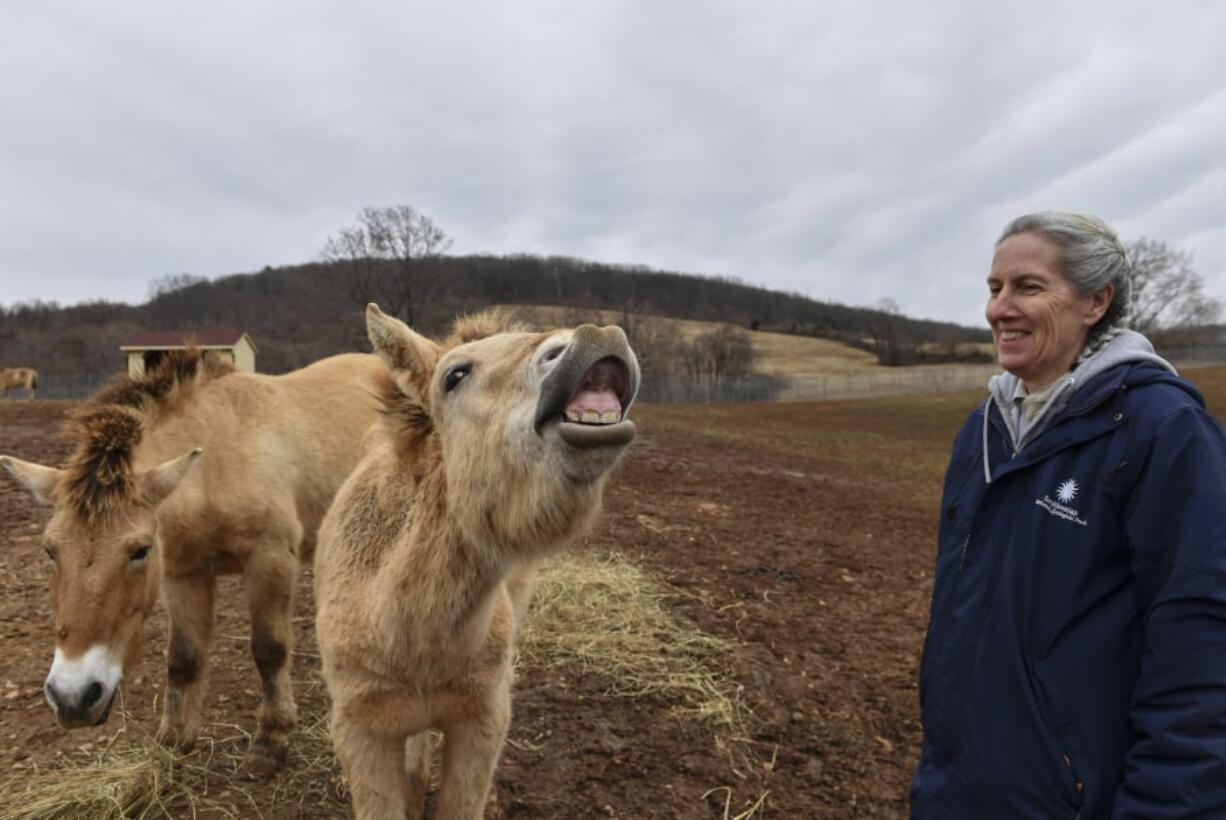 Delores Reed, a supervisory biologist, with Przewalski’s horses at the Smithsonian’s Conservation Biology Institute in Front Royal, Virginia, which works to save endangered species, including these wild horses, from extinction.