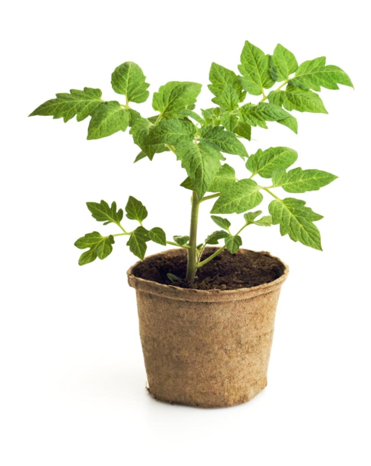 To avoid frost danger in small plants such as tomatoes, transplant them into larger pots and bring them inside at night.