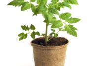 To avoid frost danger in small plants such as tomatoes, transplant them into larger pots and bring them inside at night.