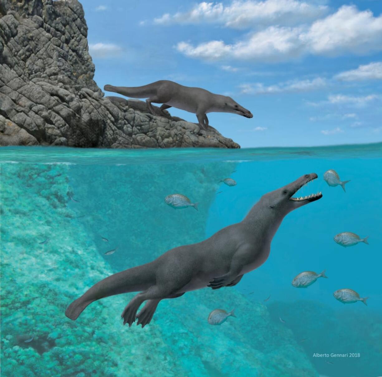 An artist’s rendering of two examples of Peregocetus pacificus off the coast of present-day Peru. Scientists believe the ancient whales could walk on land and swim in the water.