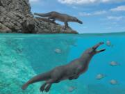 An artist’s rendering of two examples of Peregocetus pacificus off the coast of present-day Peru. Scientists believe the ancient whales could walk on land and swim in the water.