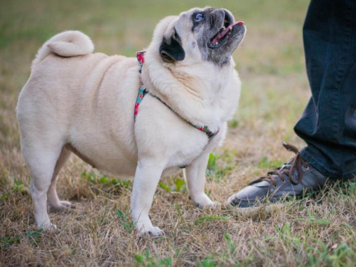 According to an annual survey by the Associated for Pet Obesity Prevention, 60 percent of cats and 56 percent of dogs in the U.S. are classified as overweight or obese.