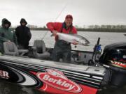 Spring Chinook season on the Columbia River is closed for two days before opening for two additional days, and other local rivers are swollen from recent rains. That leaves anglers and guides with few options for spring salmon until the flood waters recede.