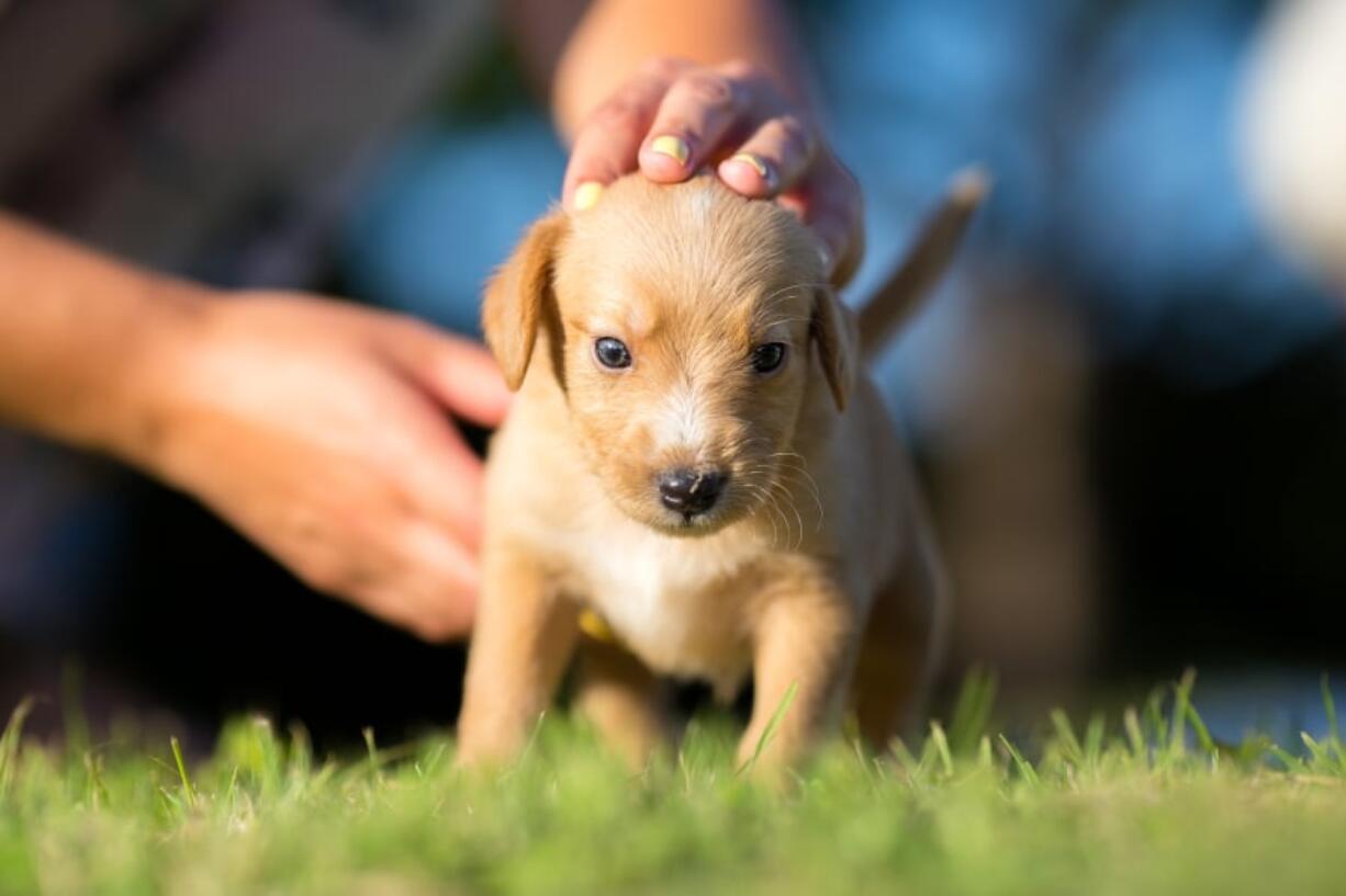 A 2017 Nature study found that dogs use a variety of expressions to communicate with humans. They’re trying to tell you something, and it brings us closer. That closeness can be the catalyst that changes a person’s health, and life.