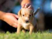 A 2017 Nature study found that dogs use a variety of expressions to communicate with humans. They’re trying to tell you something, and it brings us closer. That closeness can be the catalyst that changes a person’s health, and life.