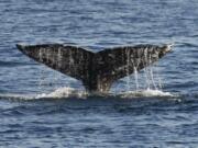 A gray whale reveals its fluke before making a deep dive.