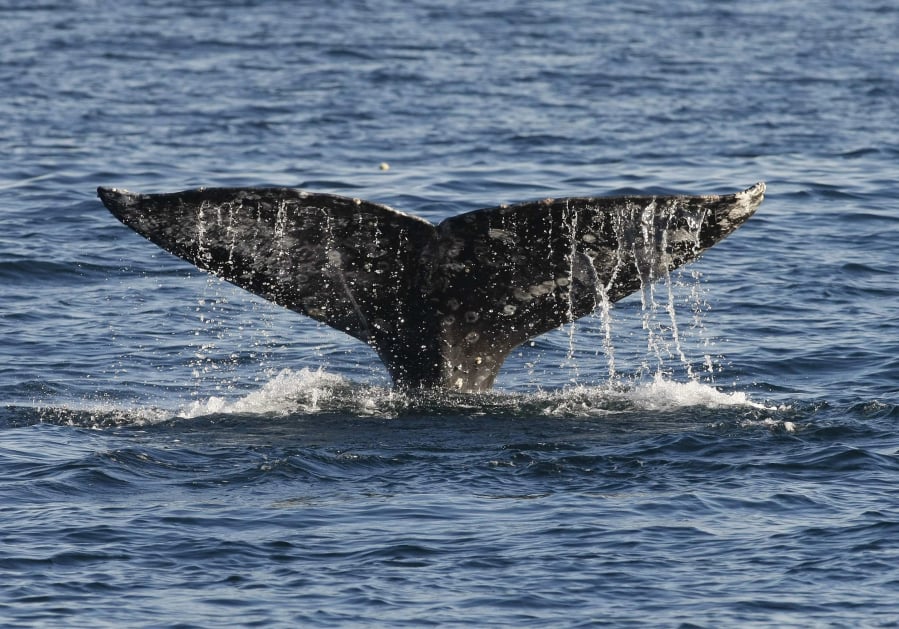 A gray whale reveals its fluke before making a deep dive.