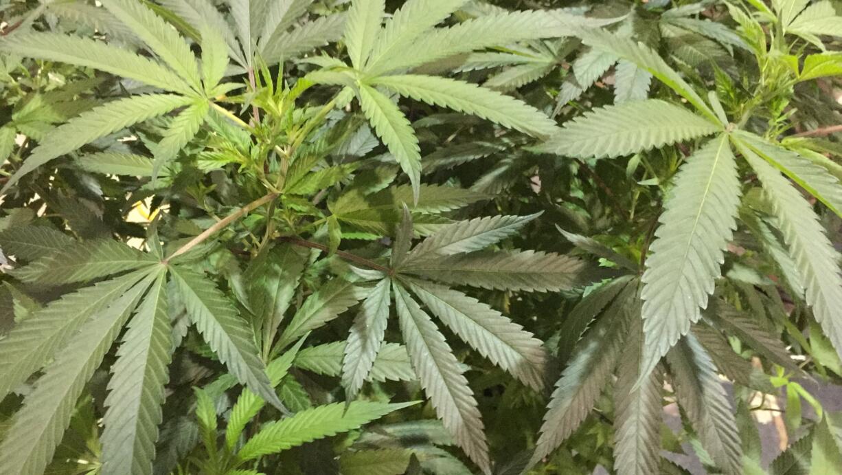 A marijuana plant at the Oregon Cannabis Growers' Fair marijuana plant competition in August 2016 in Salem, Ore.