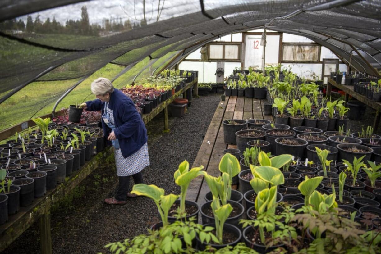 Fran Hammond of Vancouver organizes shade plants at the 78th Street Heritage Farm as the Master Gardener Foundation of Clark County prepares for its upcoming Mother’s Day weekend plant sale. Hammond estimated about 1,300 shade plants will be available at the sale, the proceeds from which fund local horticulture grants.